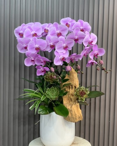 <img src='https://andy.vn/image/cache/data/product/1101024-400x500.jpg' height='400px'> 76717