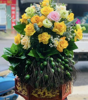 TRẦU CAU 3