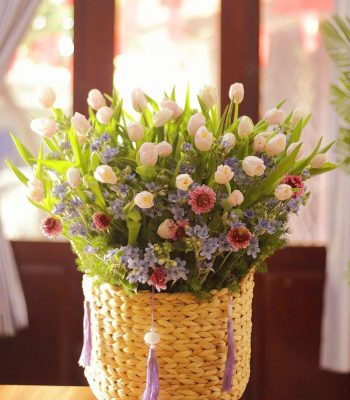 Hoa tulip 1