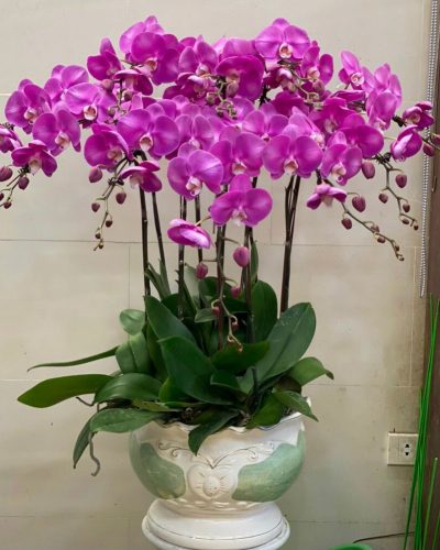 <img src='https://andy.vn/image/cache/data/product/13920235-400x500.jpg' height='400px'> 65758