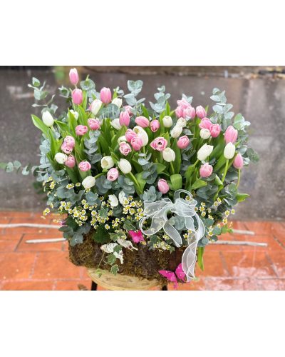 Hoa tulip Hà Lan