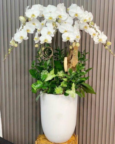 <img src='https://andy.vn/image/cache/data/product/236202414-400x500.jpg' height='400px'> 76166