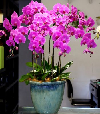 HỒ ĐIỆP TÍM