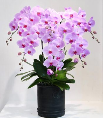 HỒ ĐIỆP HỒNG