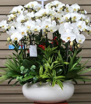 HOA LAN HỒ ĐIỆP TRẮNG