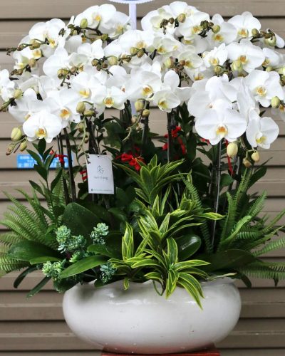 <img src='https://andy.vn/image/cache/data/product/25820224-400x500.jpg' height='400px'> HOA LAN HỒ ĐIỆP TRẮNG
