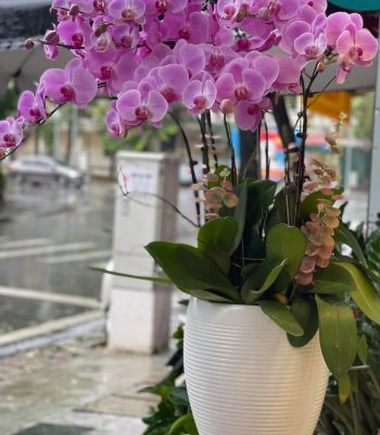 HOA LAN HỒ ĐIỆP TÍM HỒNG