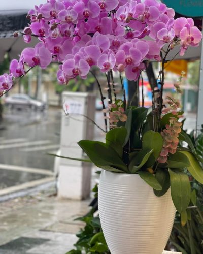 <img src='https://andy.vn/image/cache/data/product/25820226-400x500.jpg' height='400px'> HOA LAN HỒ ĐIỆP TÍM HỒNG
