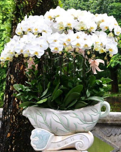 <img src='https://andy.vn/image/cache/data/product/25820228-400x500.jpg' height='400px'> 20716