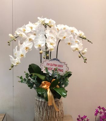 HỒ ĐIỆP TÍM - HỒNG