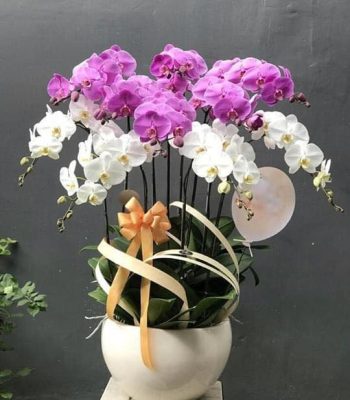 HỒNG TRẮNG