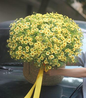 Hoa cúc họa mi Đà Lạt 2