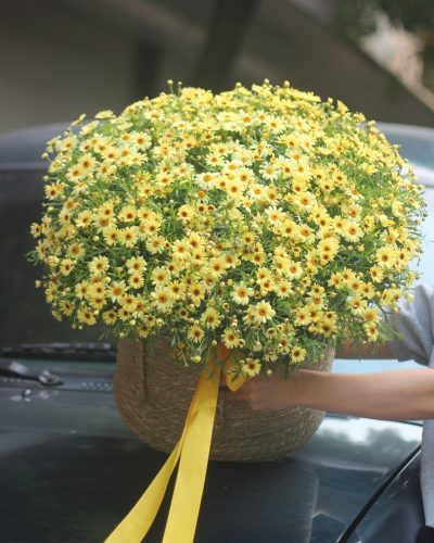 Hoa cúc họa mi Đà Lạt 2