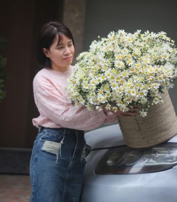 Cúc họa mi Hà Nội 1