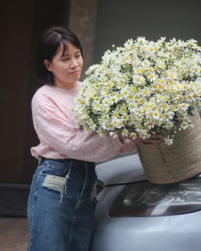 <img src='https://andy.vn/image/cache/data/product/3120236-400x500.jpg' height='400px'> Cúc họa mi Hà Nội 1