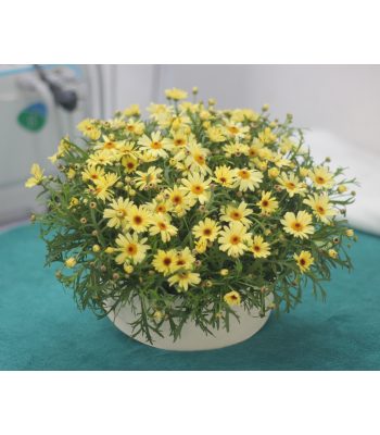 Cúc họa mi vàng Đà Lạt 6
