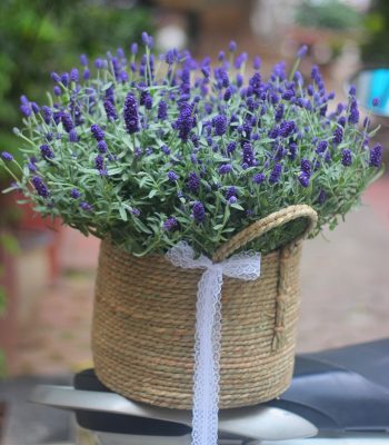 Lavender