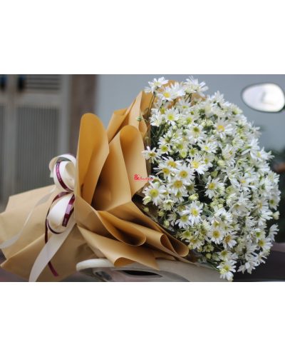 Cúc họa mi gọi gió đông về