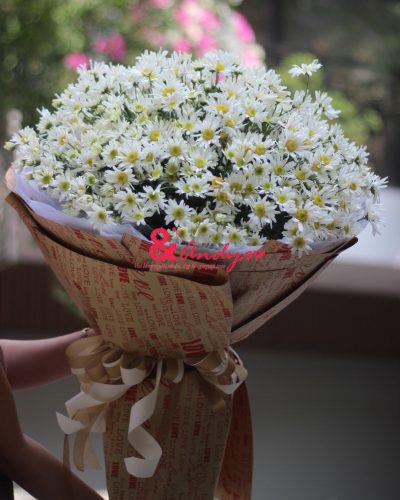 Cúc họa mi về trên phố