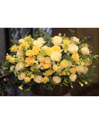 <img src='https://andy.vn/image/cache/data/product/71020194-400x500.jpg' height='400px'> Rực rỡ