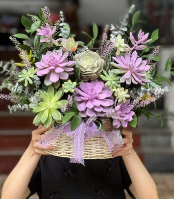 Hoa sen đá 3 Hoa sen đá 3