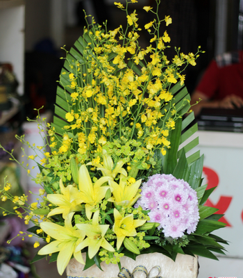 Sắc lan vũ nữ