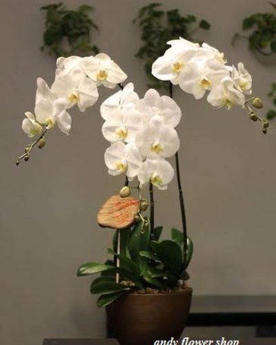 <img src='https://andy.vn/image/cache/data/product/hd2-400x500.jpg' height='400px'> 32931